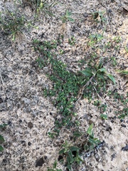 Euphorbia cordifolia