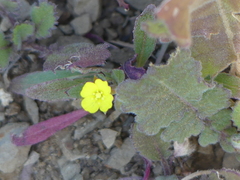 Camissoniopsis