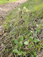 Micranthes californica