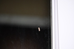 Aristotelia elegantella