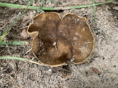 Helvella acetabulum