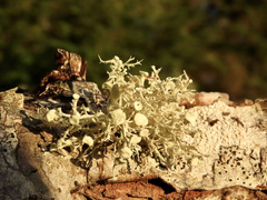 Ramalina dilacerata
