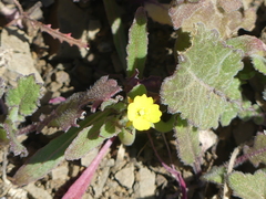 Camissoniopsis