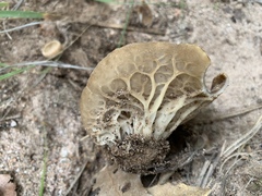 Helvella acetabulum