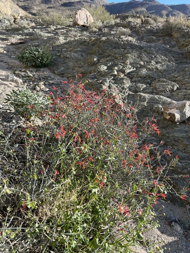 iNaturalist observation photo of chuparosa