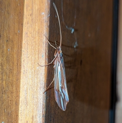 Psychoglypha bella
