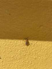 Chauliognathus scriptus