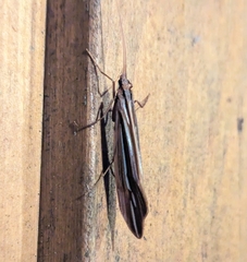 Psychoglypha bella