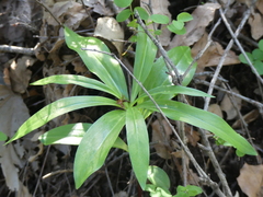 Lilium humboldtii