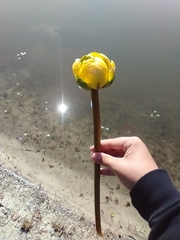 Nuphar