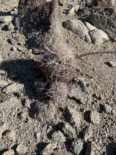 iNaturalist observation photo of California Barrel Cactus