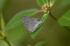 Hypolycaena