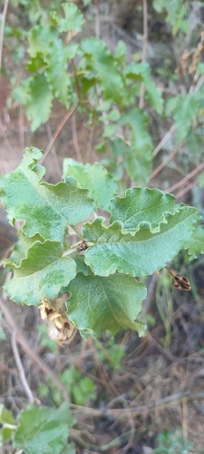 Avistamiento Cistus populifolius