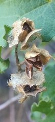 Cistus populifolius