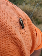 Neocicindela latecincta