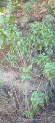 Cistus populifolius