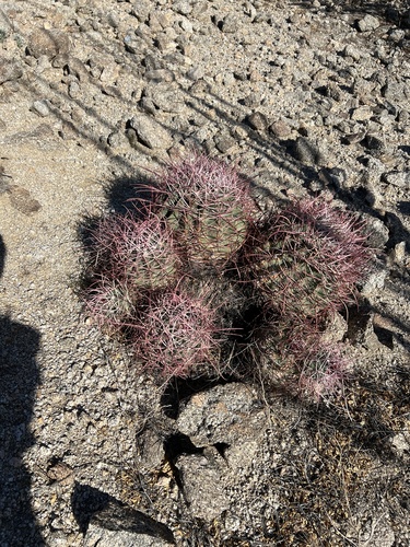 iNaturalist observation photo of California Barrel Cactus