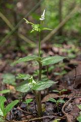 Disperis anthoceros
