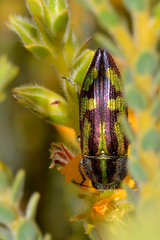 Melobasis regalis