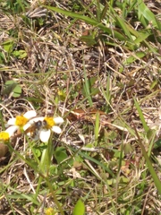 Dielis trifasciata
