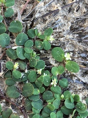 Euphorbia cordifolia