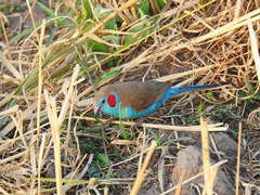 Uraeginthus bengalus