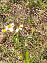 Dielis trifasciata