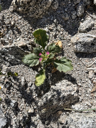 iNaturalist observation photo of broad-leaved gilia