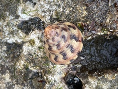 Calliostoma gloriosum