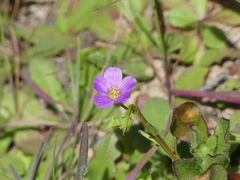 Calandrinia breweri