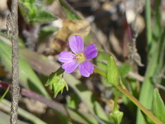 Calandrinia breweri