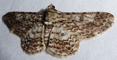 Cleora cucullata