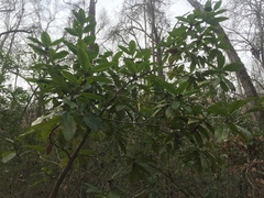 Magnoliales