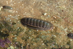 Ischnochiton australis