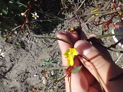 Ludwigia longifolia
