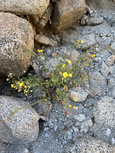 iNaturalist observation photo of heartleaf suncup