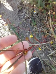 Ludwigia longifolia