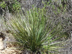 Hesperoyucca whipplei
