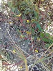 Ludwigia longifolia