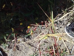Ludwigia longifolia