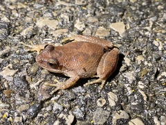 Pseudacris brachyphona