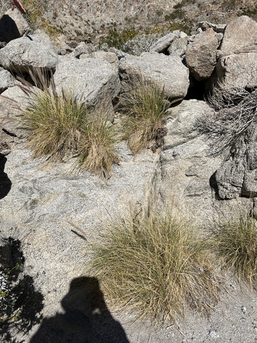 iNaturalist observation photo of Fountain Grass