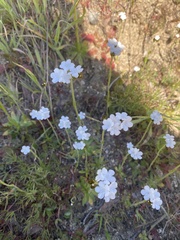 Plagiobothrys nothofulvus