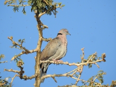 Streptopelia decipiens