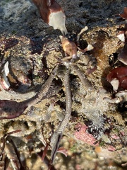 Membranipora membranacea