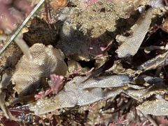 Membranipora membranacea