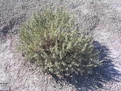 Atriplex gardneri