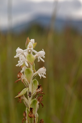 Satyrium buchananii