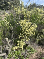 Adolphia californica