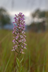 Brachycorythis congoensis